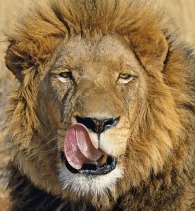 hungry-lion-small.jpg